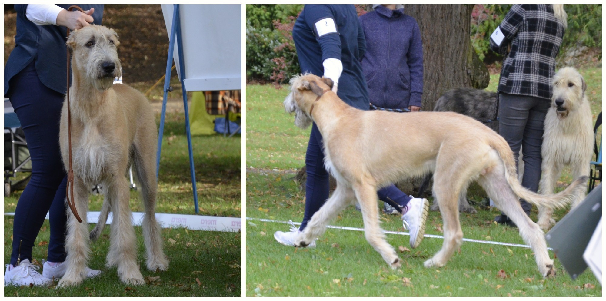 Ingmar Really Irish Ingmar Really Irish